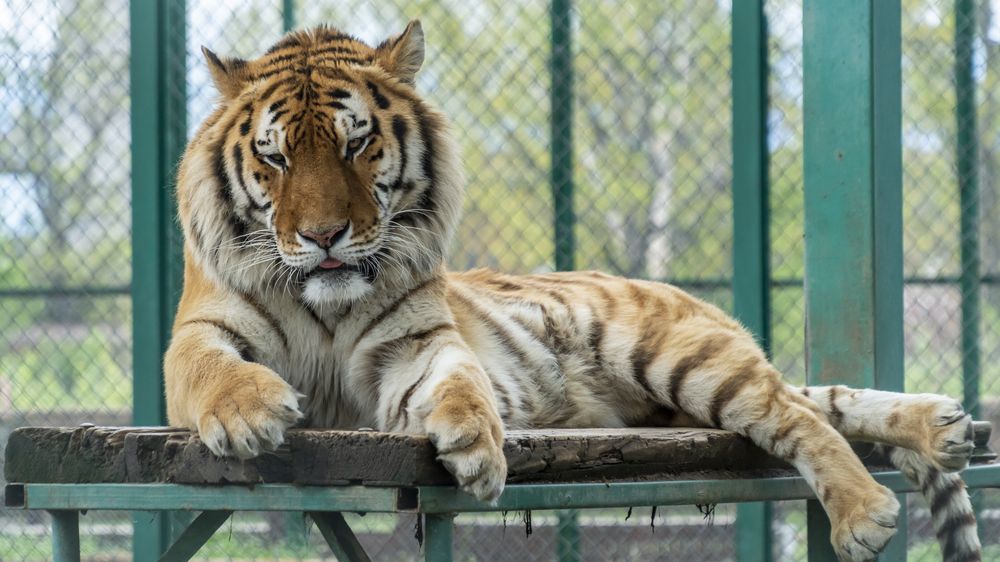 Tygr na Mělnicku potrhal v zooparku opilého pracovníka